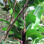 Bananen