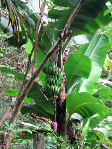 Bananen